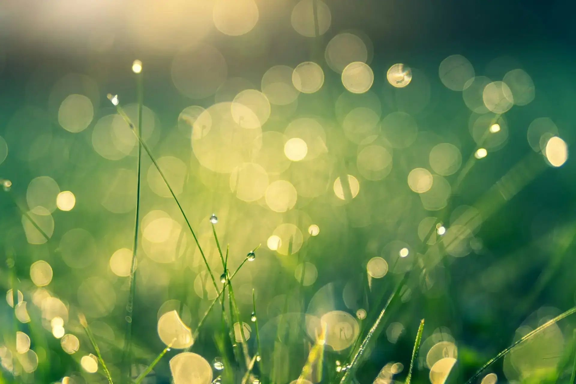 Green-leaves