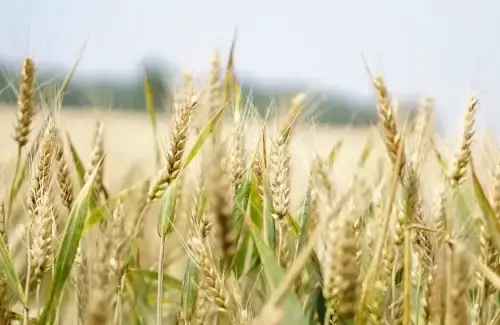 Sectors-Agricultural